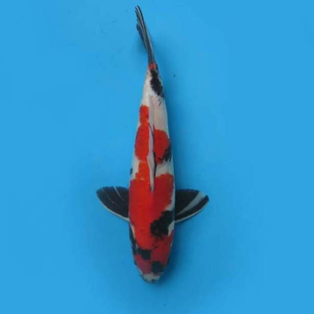 32cm Male - Red Showa Sanshoku