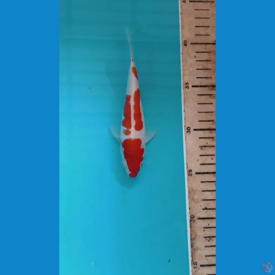 kohaku doitsu