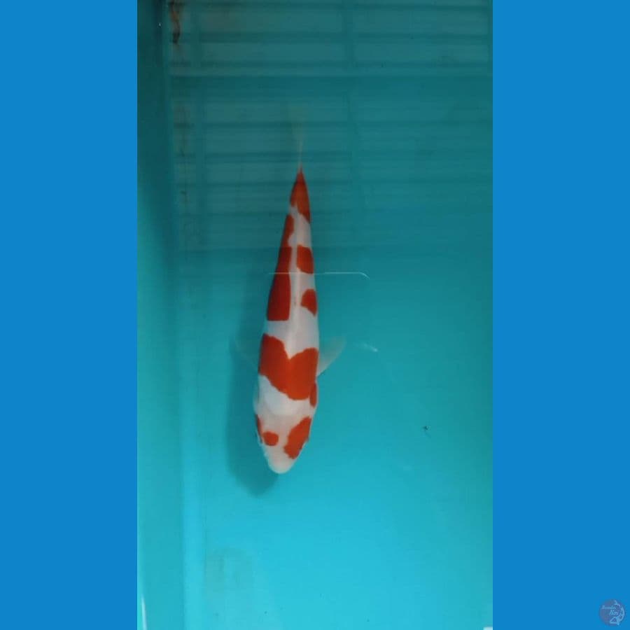 kohaku doitsu