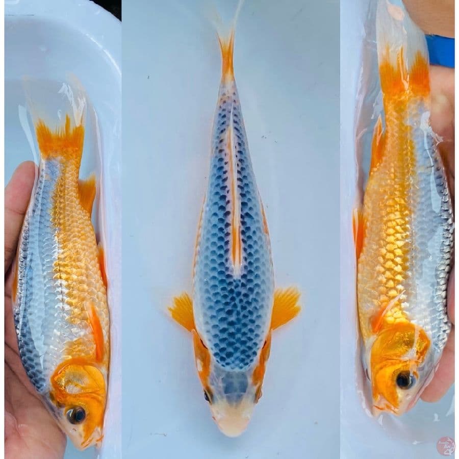 asagi 19cm