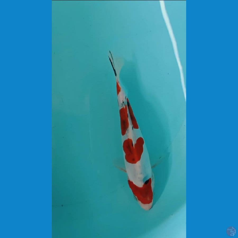 sanke doitsu