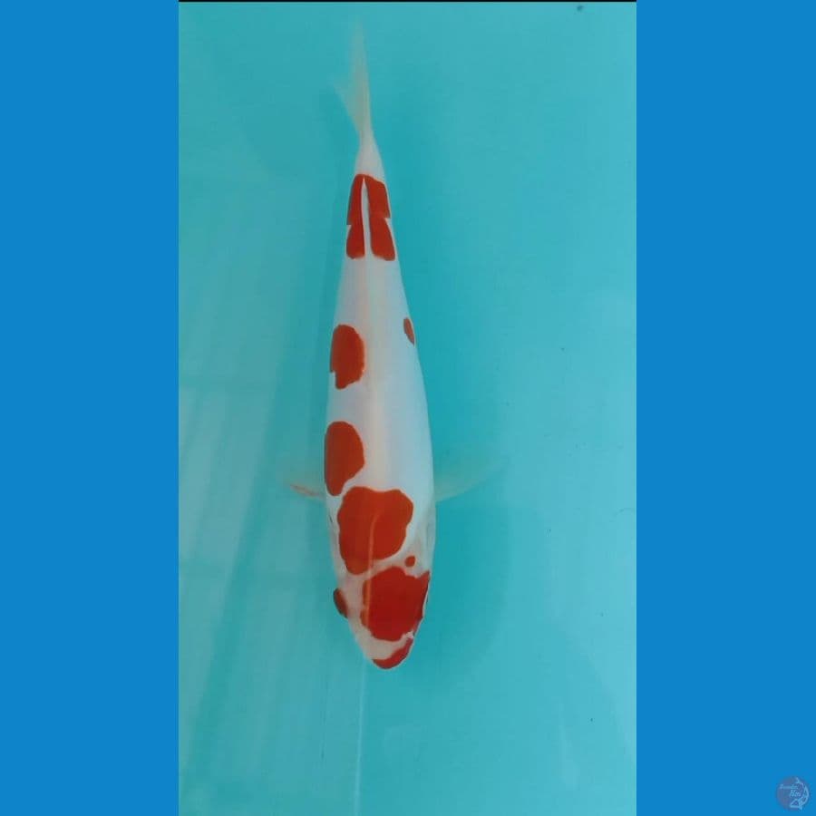 kohaku doitsu