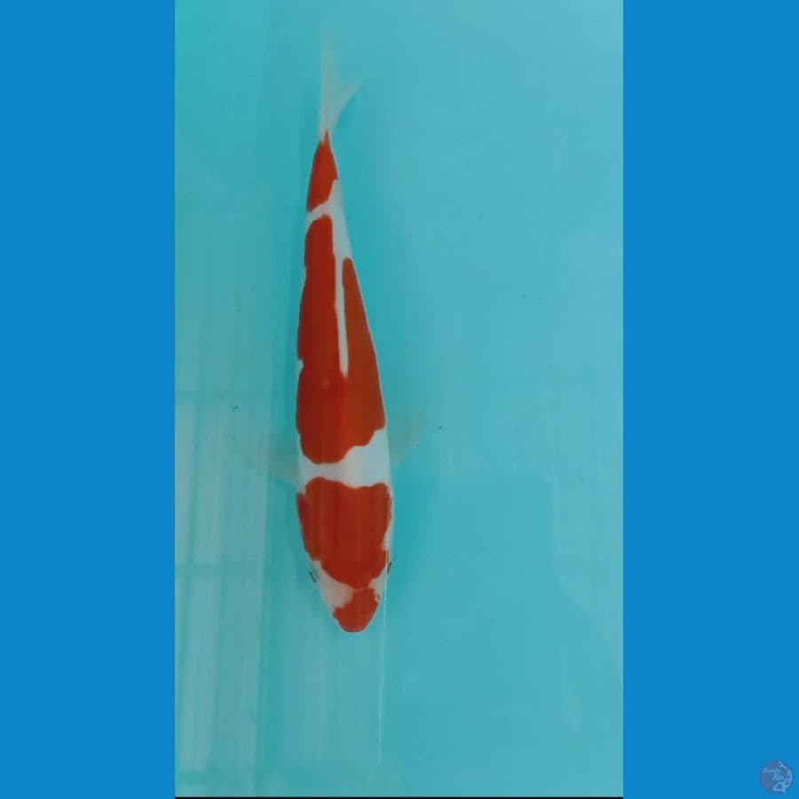 kohaku doitsu