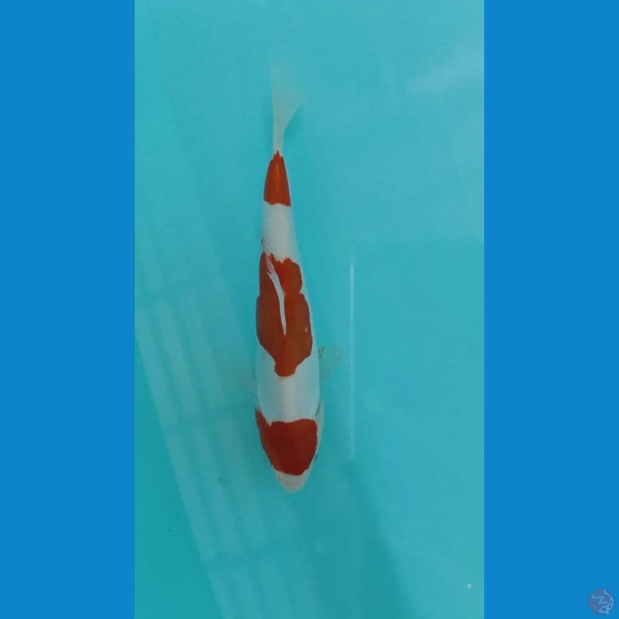 kohaku doitsu