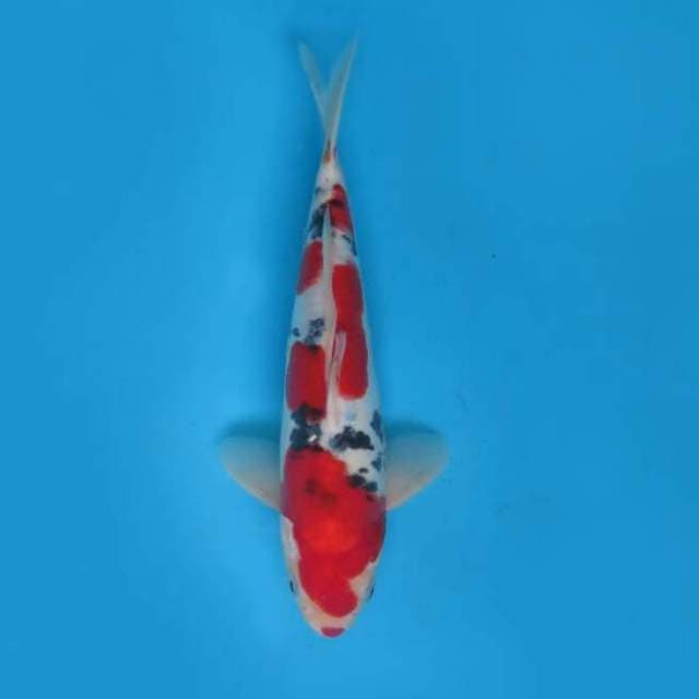 27cm Male - Red Sanke Doitsu