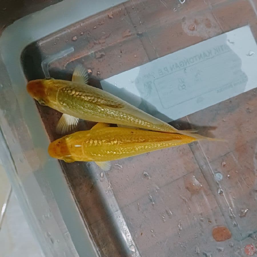 Ready show caramel n karasi 12 cm