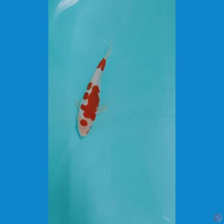 kohaku doitsu