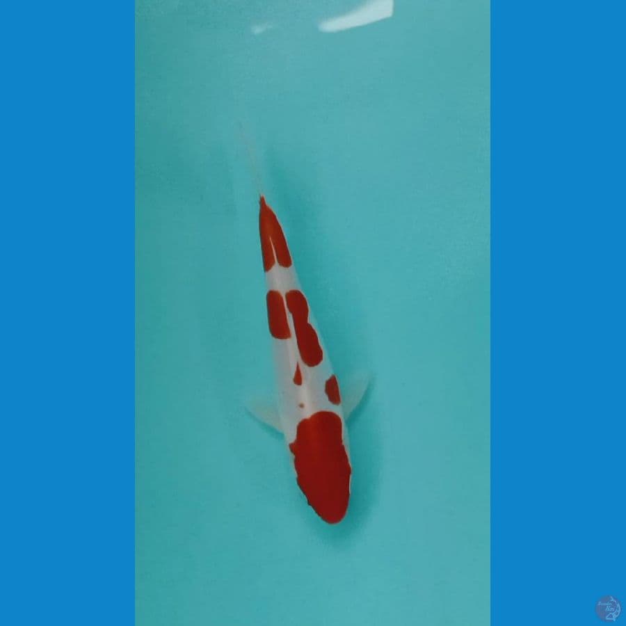 kohaku doitsu