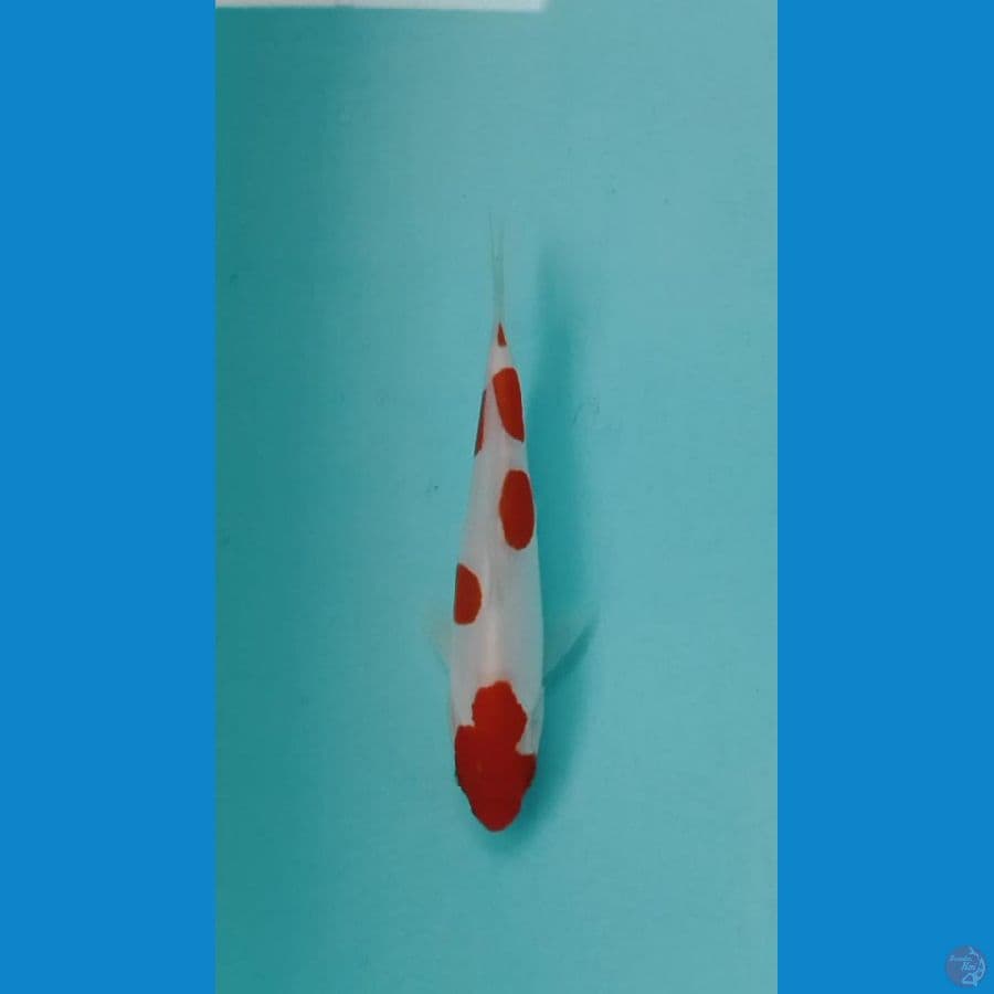 kohaku doitsu