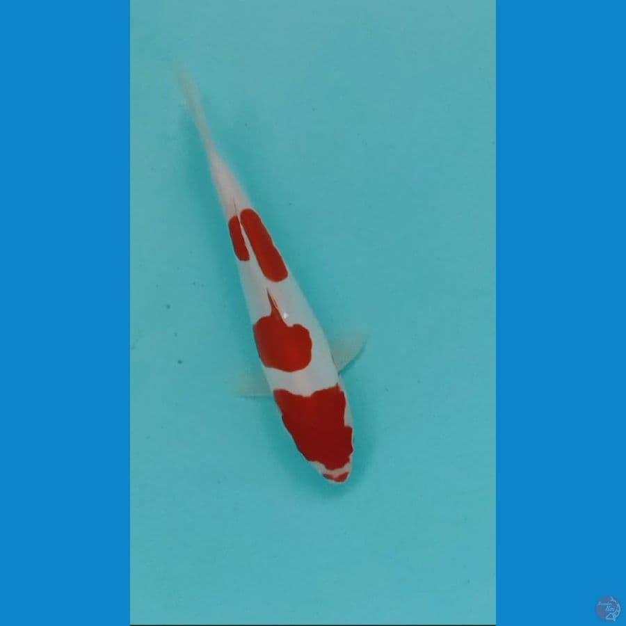 kohaku doitsu