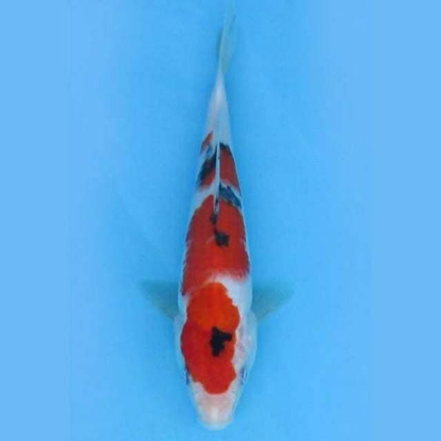 Near Koi - Taisho Sanshoku 24cm
