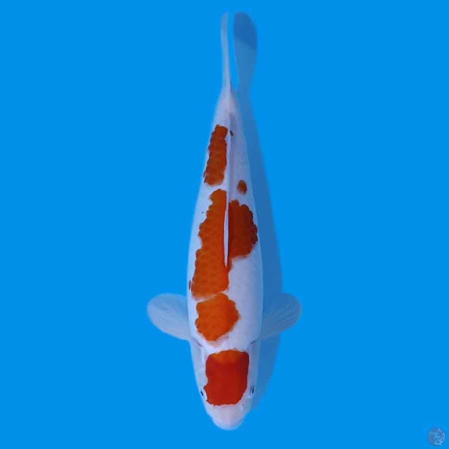 MARUTEN KOHAKU HQ ~41CM FEMALE~