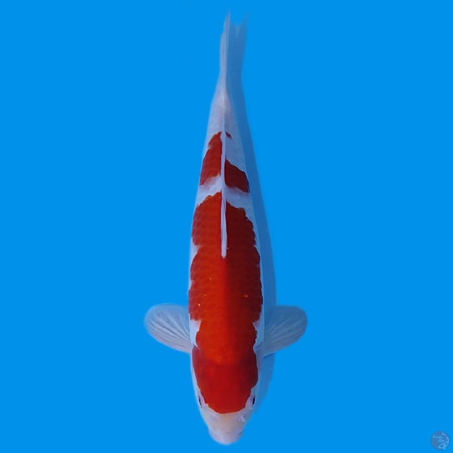 KOHAKU HQ ~37CM MALE STROONG~