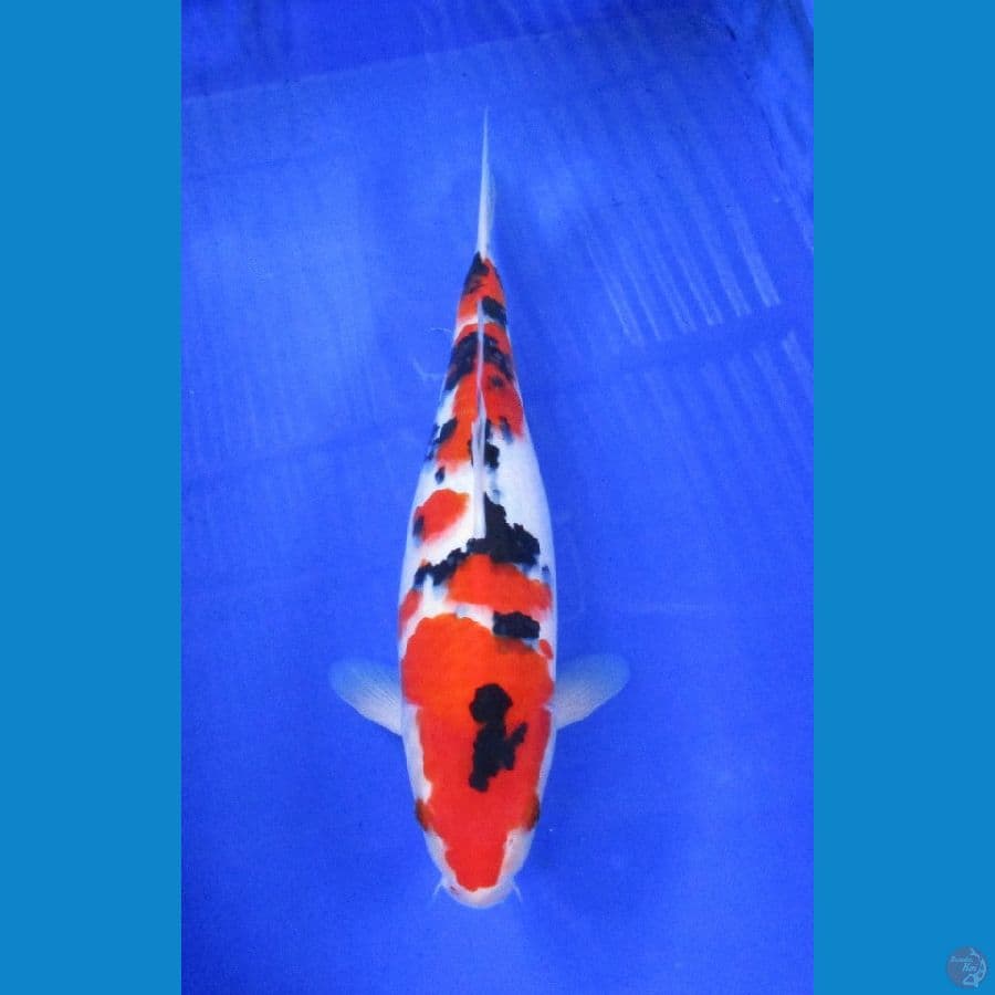 sanke ±37cm