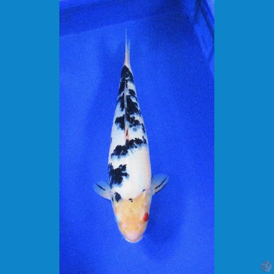 bekko ±40cm