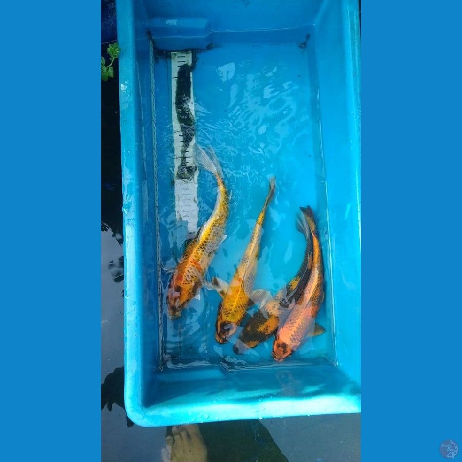 paket kin utsuri 30-33cm