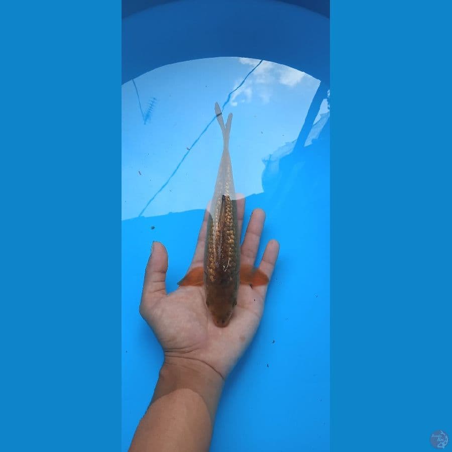 karamel 22 cm
