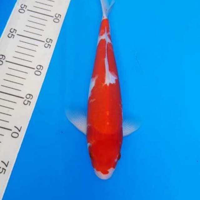 Kohaku