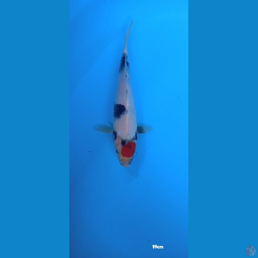 tancho showa 19 cm
