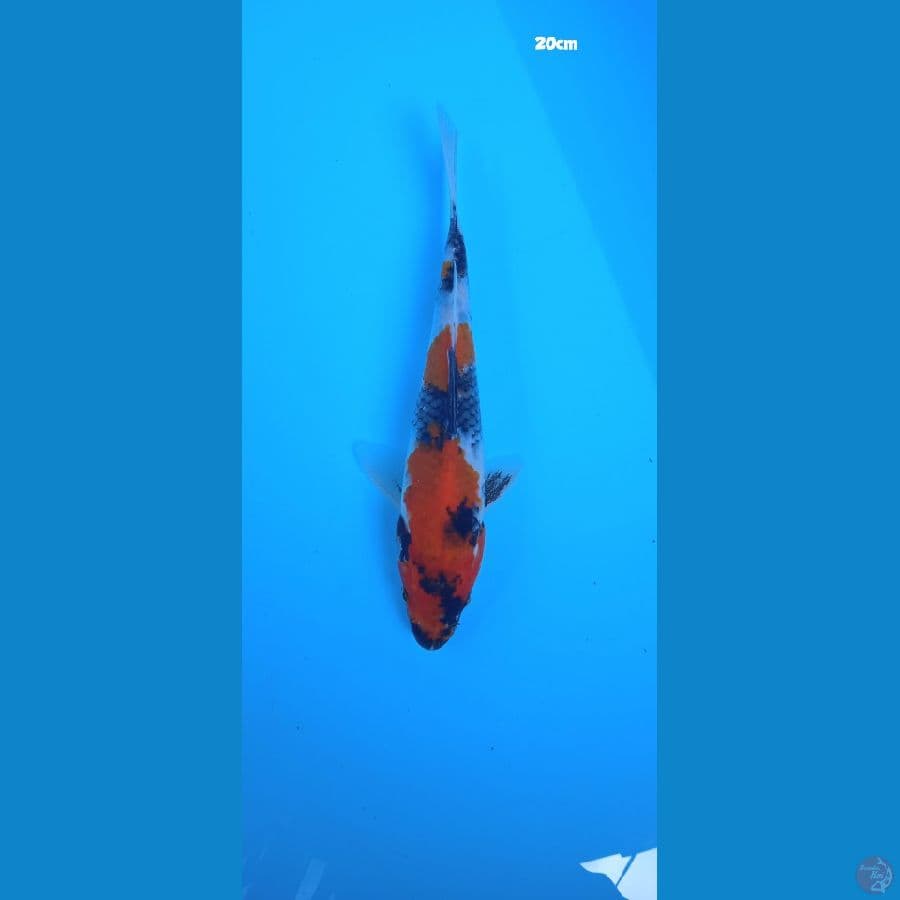 showa 20cm