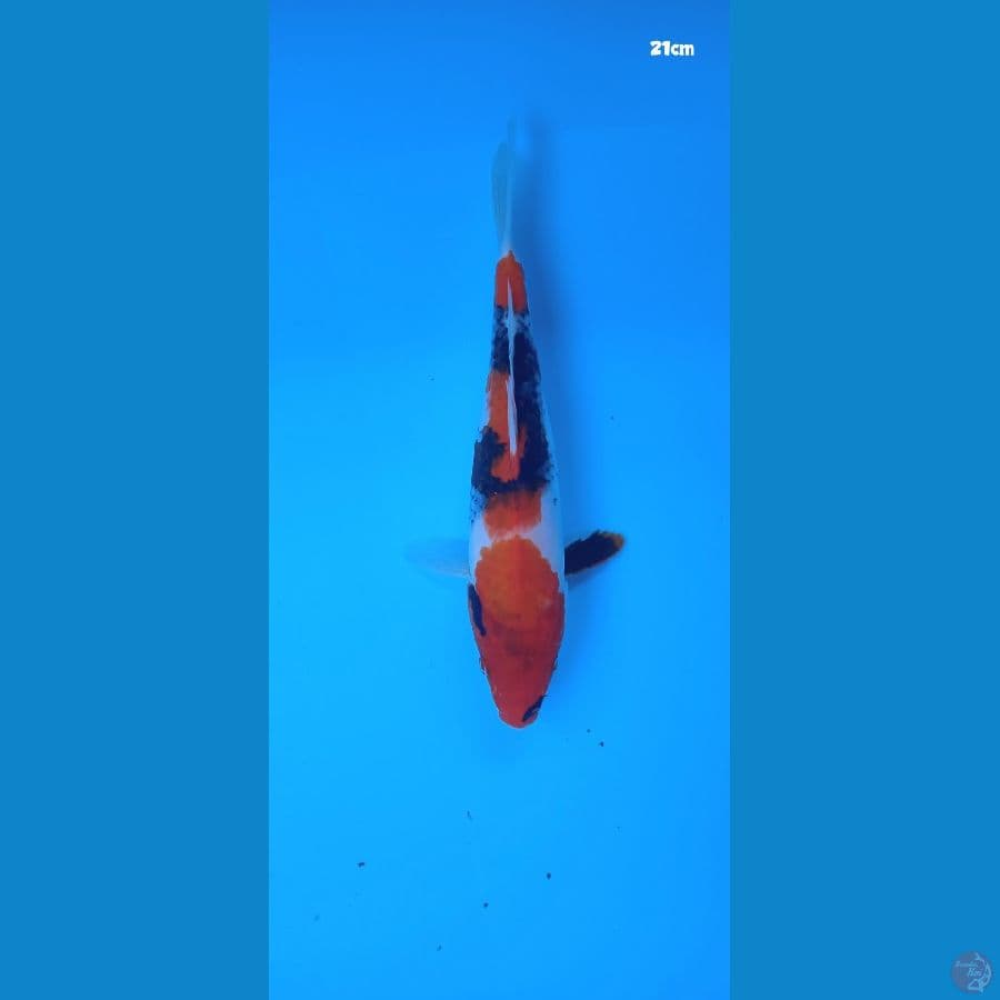 showa 21cm