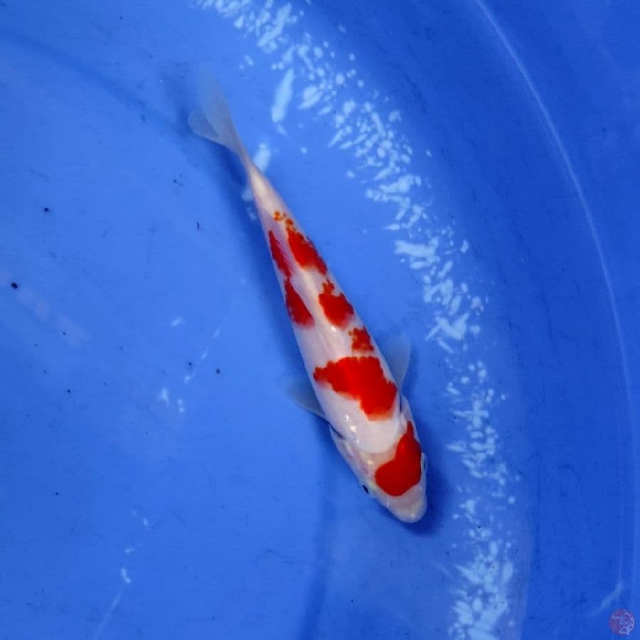 mini 17cm