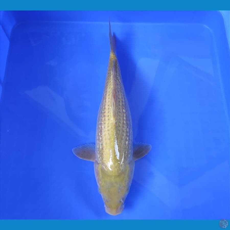 YUWAKU 4 ~ MIDORI GINRIN 33CM/MALE