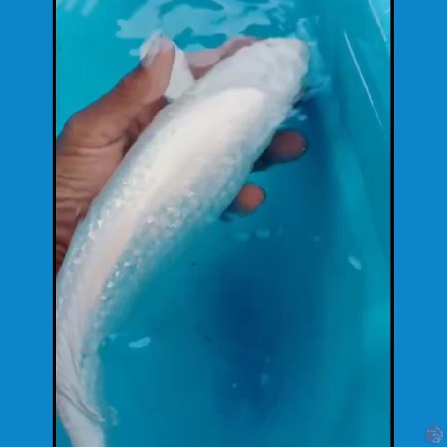 PLATINUM GINRIN READY SHOW 32cm