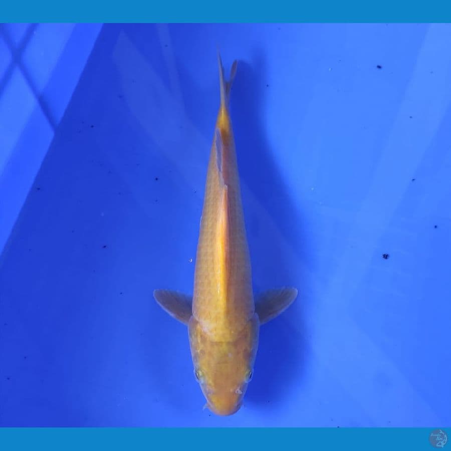 YUWAKU 7 ~ KARASHI 28CM/MALE