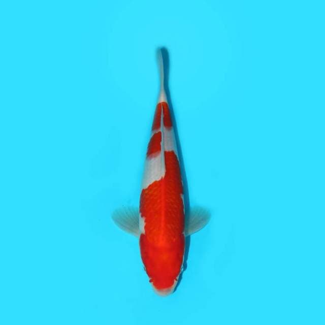 KOHAKU 26 CM