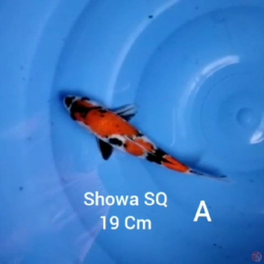 Showa SQ 19cm