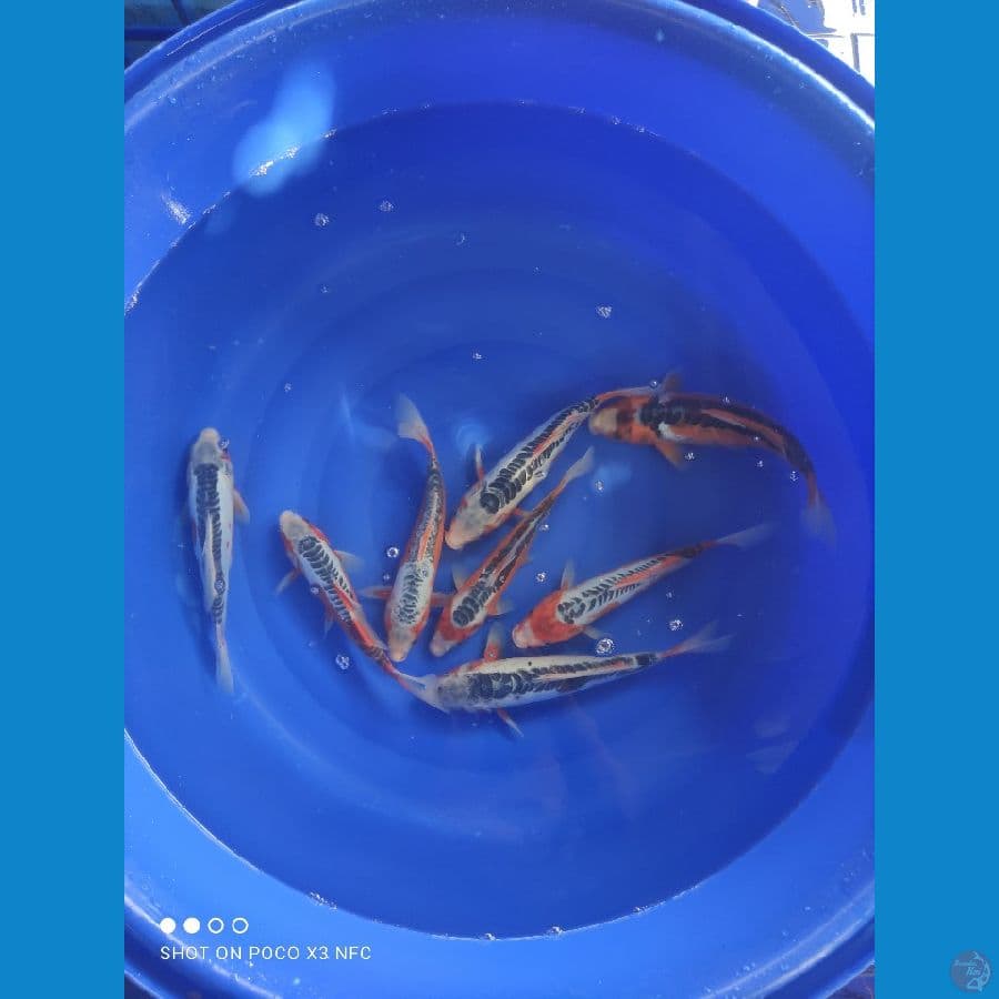 LEL PAKET 8 EKOR HANA SHUSUI 30-33CM