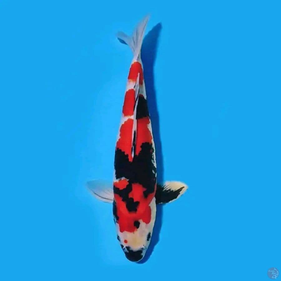 showa female 40.Cm