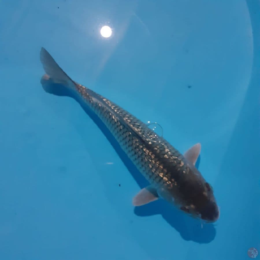 Soragoi Ginrin | 22 cm | Male
