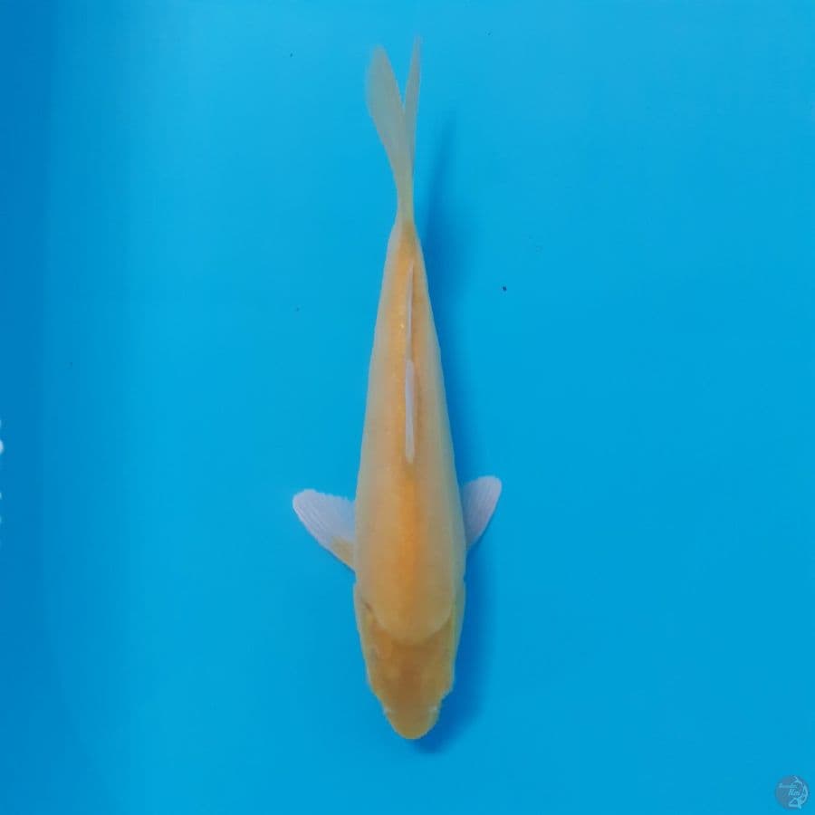 *MATA MERAH//ML/25 CM*