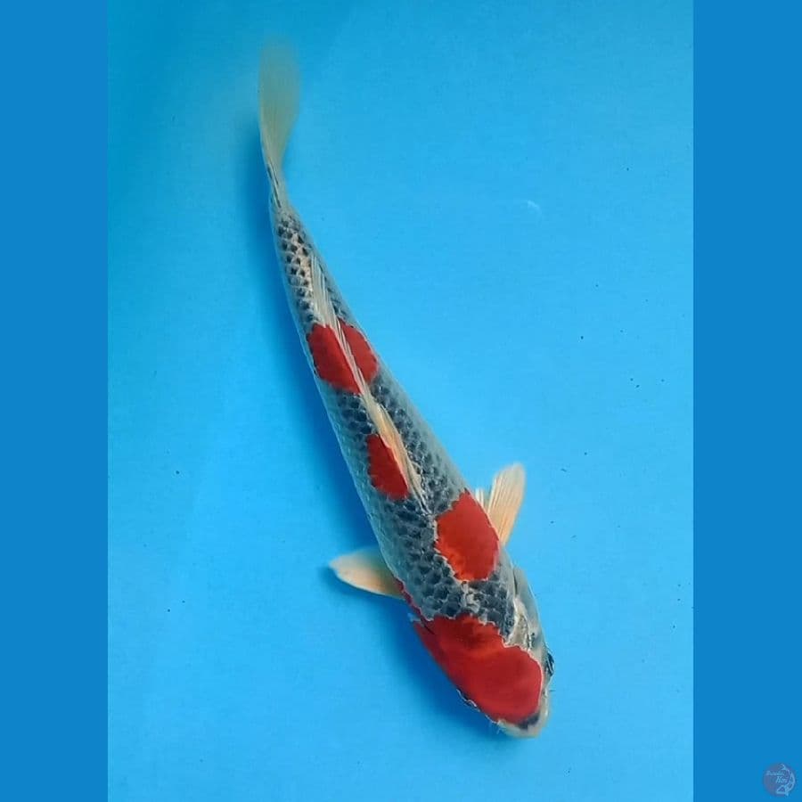 Red Kujaku