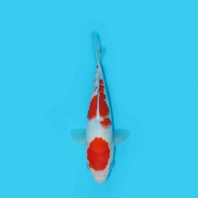 SANKE TATEGOI 27 CM