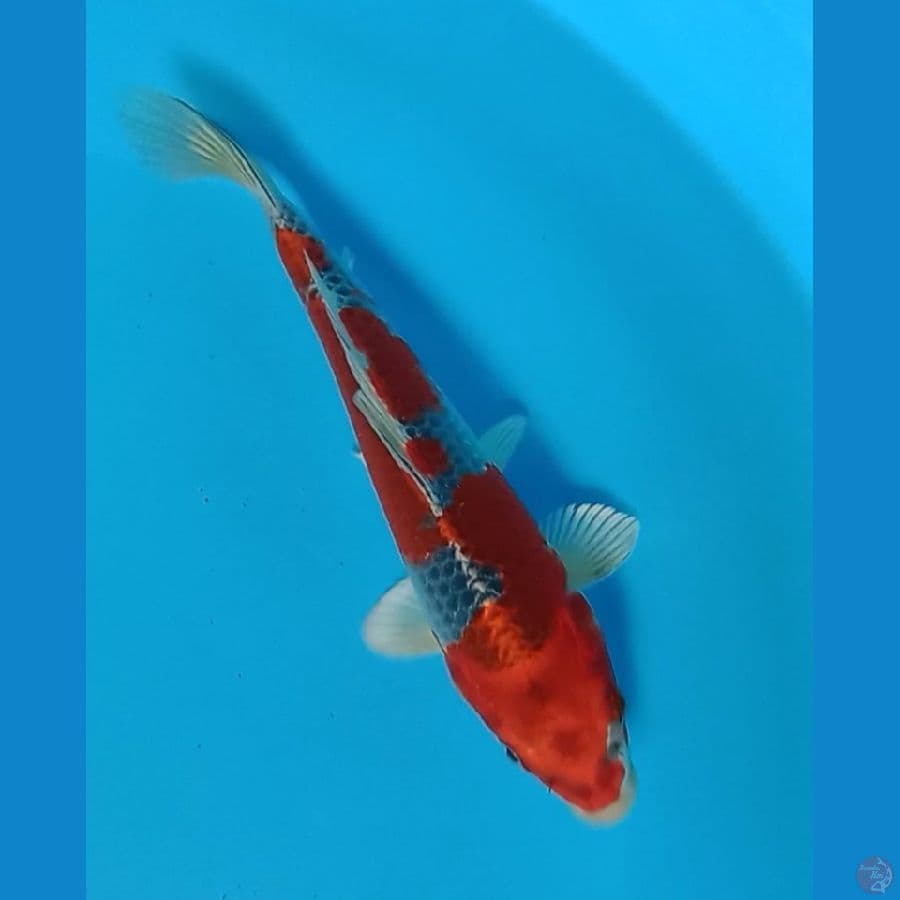 Kujaku