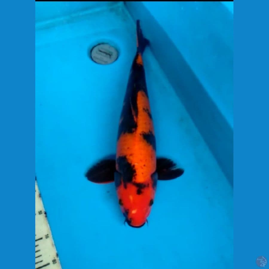 Hiutsuri 52cm