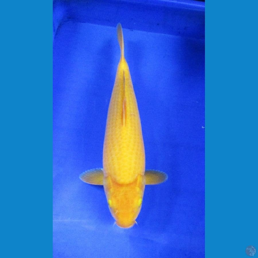 karashi ±40cm
