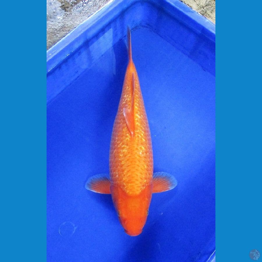 red karashi ginrin ±40cm