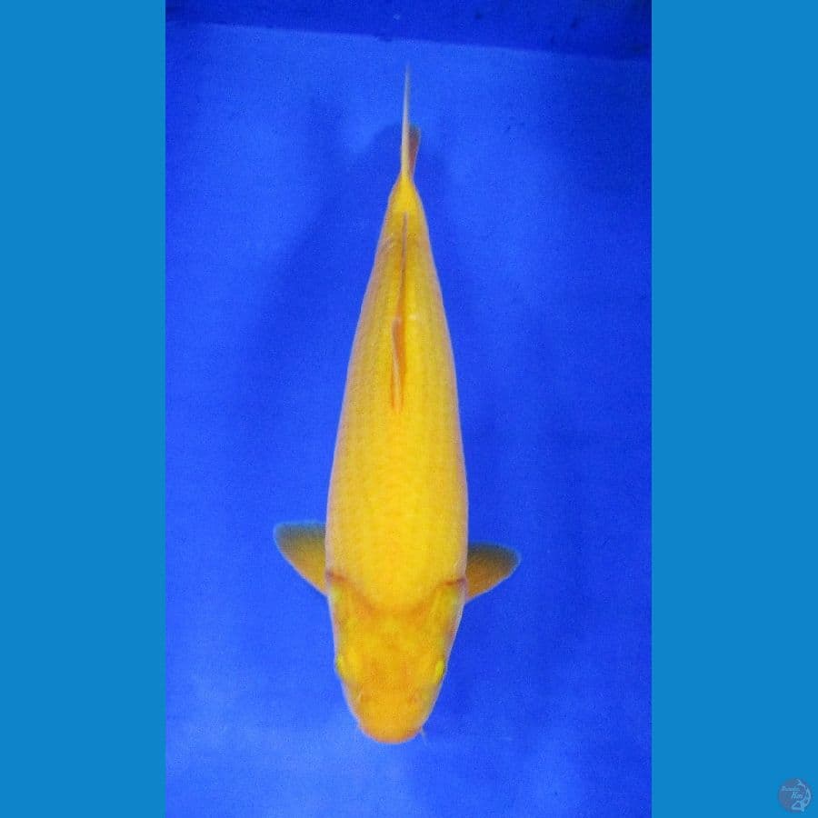 karashi ±35cm