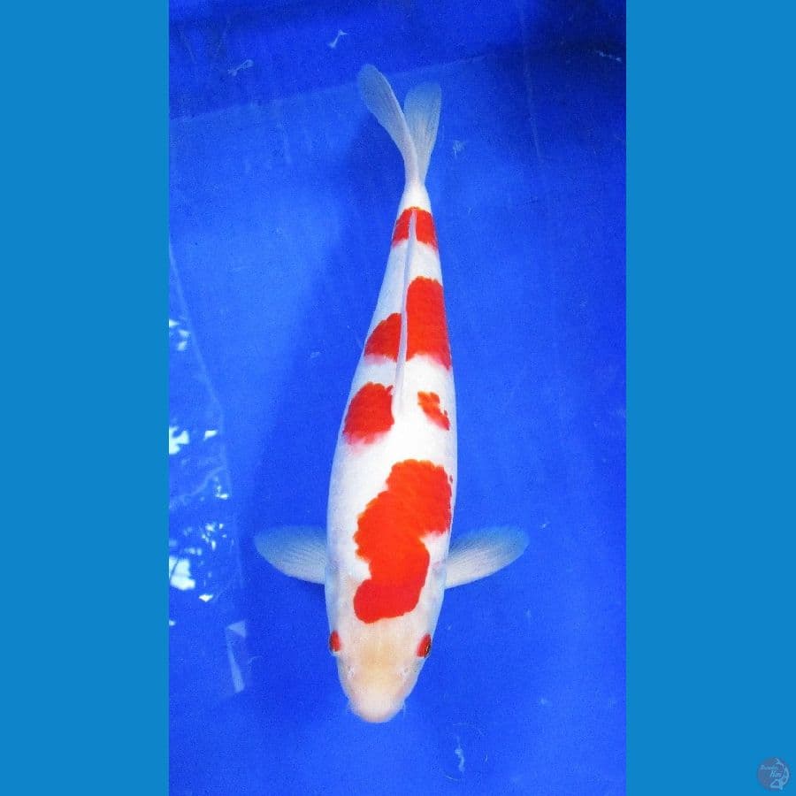 kohaku ±38cm jantan