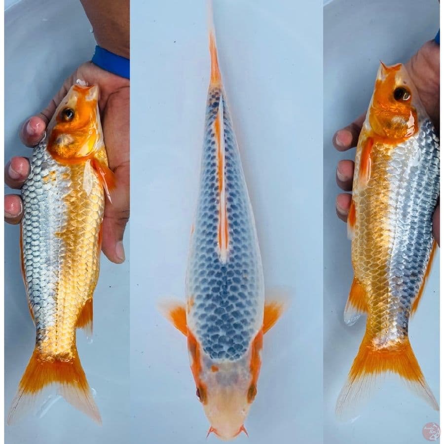 asagi 22cm