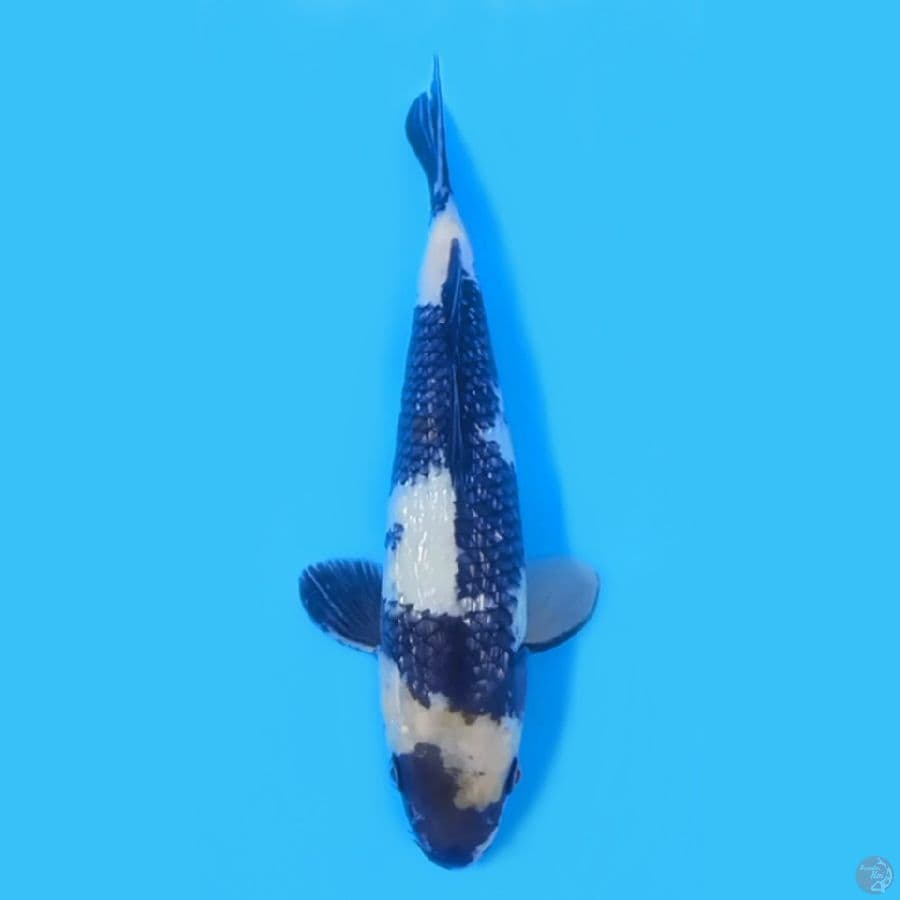 SHIRO GINRIN 28cm MALE
