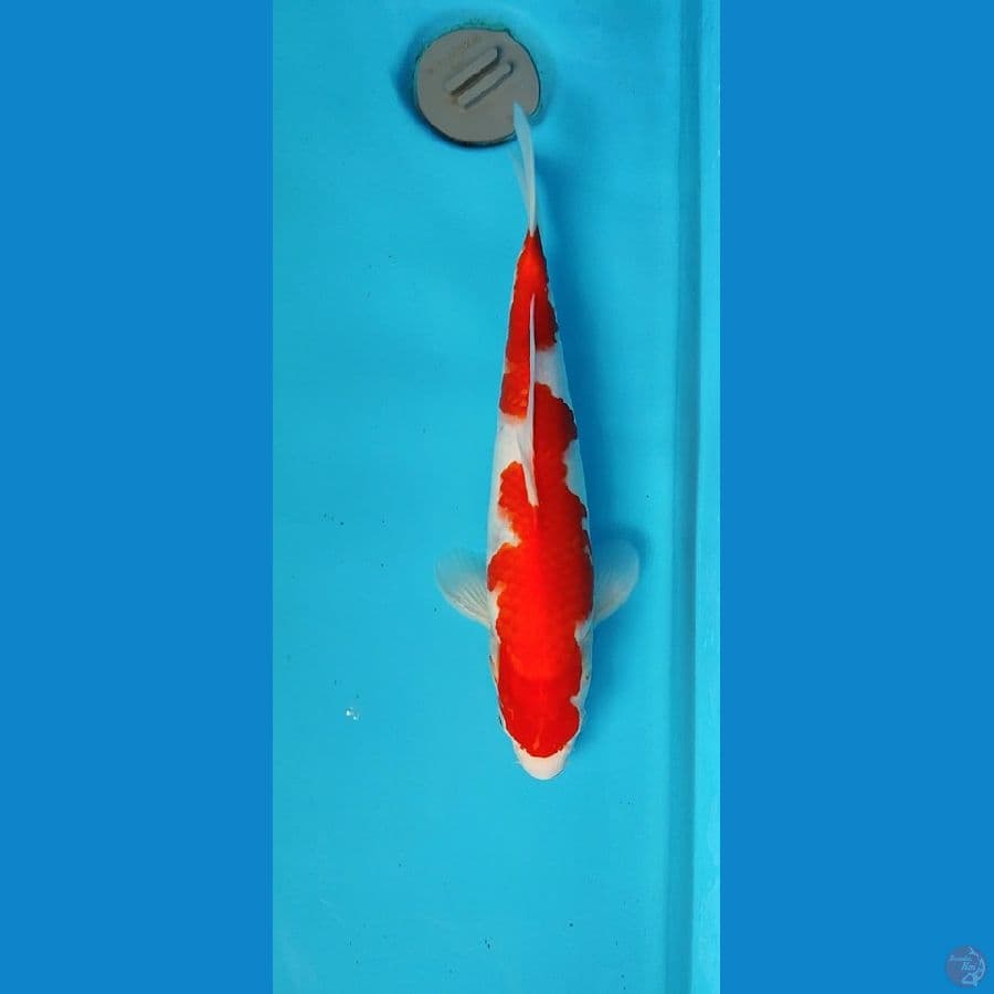 inazuma kohaku 34 cm