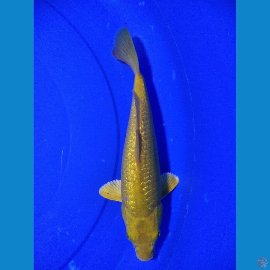 Karashi Ginrin 25 cm