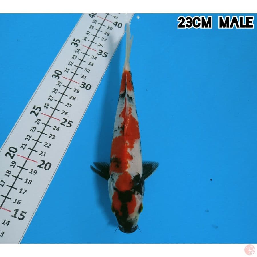 KINDAI SHOWA 23CM/MALE