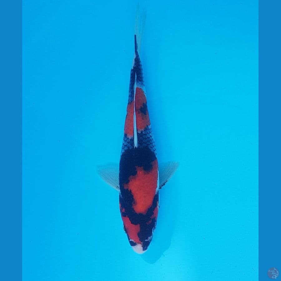 showa 20cm