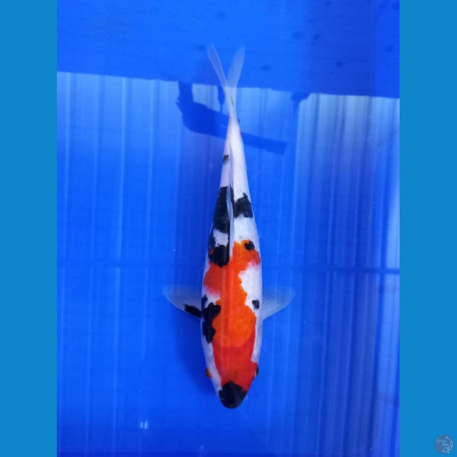 showa 32cm #F